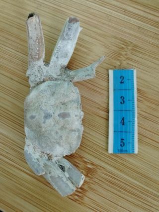 Rare Preciou Crab Fossil Specimen Madagascar Ah03