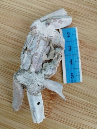 Rare preciou Crab Fossil specimen Madagascar AH03 2