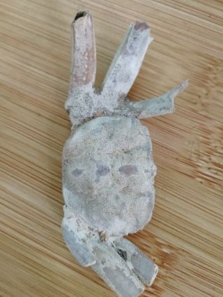 Rare preciou Crab Fossil specimen Madagascar AH03 3
