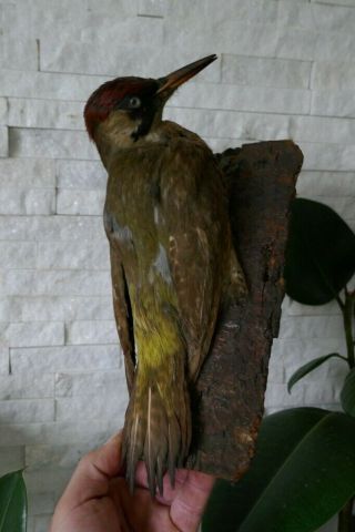 Old Lovely Vintage Green Woodpecker Taxidermy Collectors About 1970