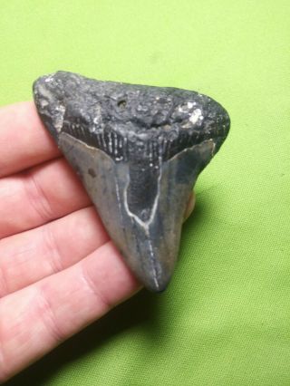 Huge 2.  74 " Megalodon Shark Tooth Teeth Extinct Fossil Meg Scuba Diver Direct 234