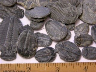 Trilobite Elrathia fossils 2 fossils per winner Utah mid Cambrian 1/4 - 1 1/2 inch 2