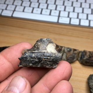 Fossil Mosasaur Jaw Section From Cretaceous Of Texas (north Sulpher River)