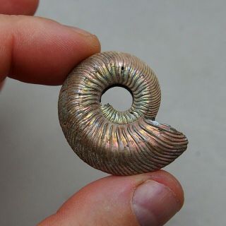 40mm Quenstedtoceras Pyrite Ammonite Fossils Fossilien Russia Pendant
