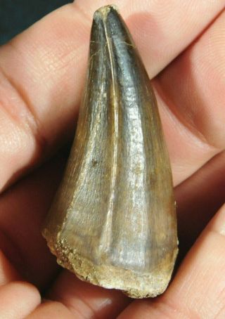 A 100 Natural S.  Maroccanus Spinosaurus Fossil Tooth 30.  7gr