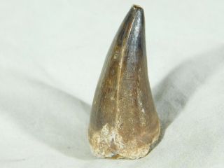 A 100 Natural S.  Maroccanus SPINOSAURUS Fossil TOOTH 30.  7gr 2