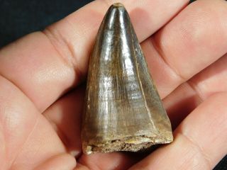 A 100 Natural S.  Maroccanus SPINOSAURUS Fossil TOOTH 30.  7gr 3
