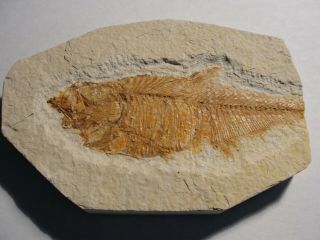 Millions Of Years Old Fish Fossil For Display A1662 - 64