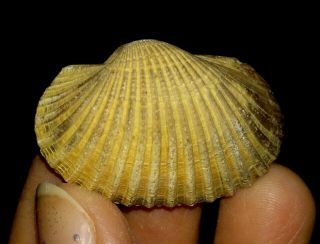 Sea Shell Fossil,  Bivalve,  Arcidae From Java,  Indonesia,  33mm
