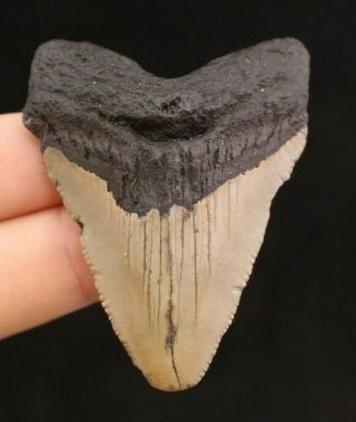 Megalodon Shark Tooth 2.  66 " Extinct Fossil Authentic Not Restored (cg13 - 402)