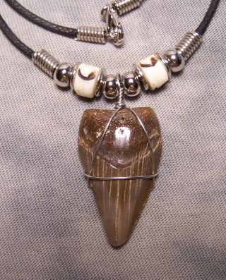 Megalodon Shark Tooth Necklace 1 3/16 " Fossil Teeth Jaw Megalodon Scuba Dive