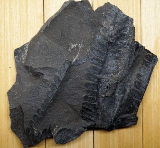 Fossil Plant Leaves，pteridophyta，late Carboniferous，yangquan,  Shanxi Province H48