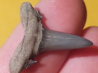 5 Quality Shark Tooth From Germany Age Is Lower Oligocene Boehlen Formation