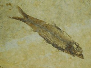 A 100 Natural 50 Million Year Old Knightia Fish Fossil From Wyoming 71.  5gr