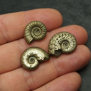 3x Ammonite 19 - 23mm Pyrite Mineral Fossil Fossilien Ammoniten France