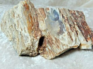 Natural Petrified Wood With Agate 3.  6 Oz.  3 1/2 X 1 1/2 "
