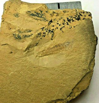 Leanchoilia Illecebrosa Arthropod Fossil – Chengjiang Biota – Lower Cambrian