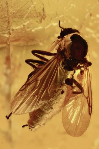 Great Biting Midge Ceratopogonidae Inclusion Baltic Amber 191107 - 52,  Img