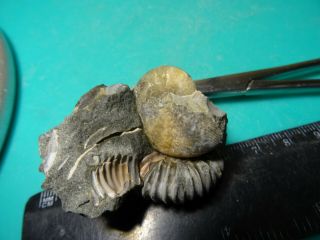 Ammonites Colombiceras и Euphylloceras Кавказ меловой период 2