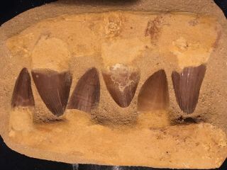 Mosasaur Dinosaur Jaw Section With Fossil Teeth.