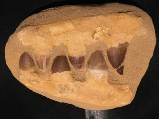 Mosasaur Dinosaur Jaw Section with Fossil Teeth. 2