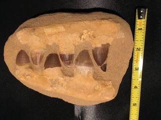 Mosasaur Dinosaur Jaw Section with Fossil Teeth. 3
