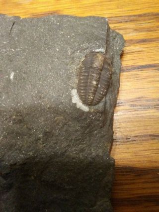 Sweet Little Trilobite Fossil Plus Bonus Partial