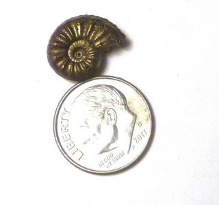 Pyrite Ammonite Ammolite Fossil 14mm Jurassic Jewel Aveyron France