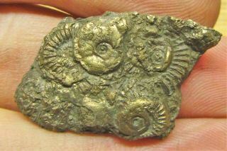 Stunning Full Golden Multi - Ammonite Fossil 33mm Jurassic Pyrite Uk Gold Minerals