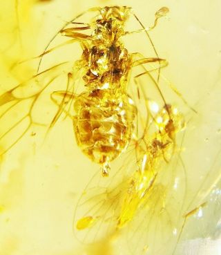 What Insect In Burmese Amber Insect Fossil Burmite Myanmar A2g1