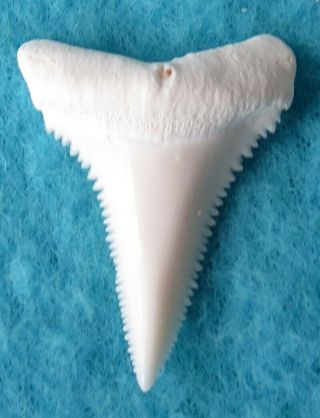 1.  195 " Lower Real Modern Great White Shark Tooth (teeth)