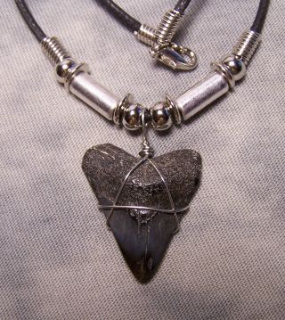 Megalodon Shark Tooth Necklace 1 1/8 " Fossil Teeth Jaw Megalodon Scuba Dive