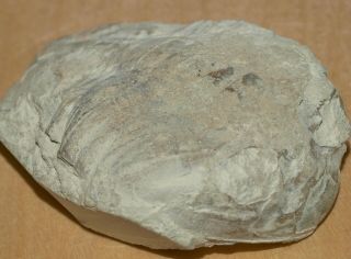 Asaphid Trilobite - Asaphus Latus Pander,  1830 Big Size