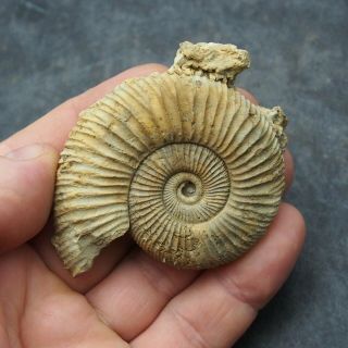 66mm Perisphinctes Sp.  Ammonite Fossil Fossilien Ammoniten France