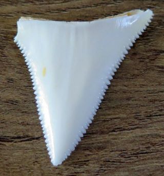 1.  654 " Upper Real Modern Great White Shark Tooth (teeth)