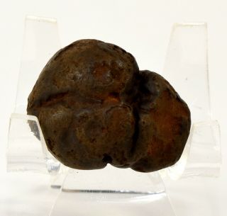 25g 33mm Dinosaur Poop Coprolite Authentic Prehistoric Mineral Specimen - Usa