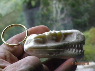 Large Dinosaur Juvenile T Rex Head/ Skull Key Chain White Bone Color