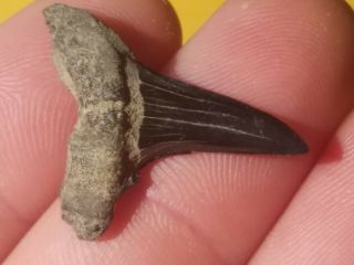 6 Quality Shark Tooth From Germany Age Is Lower Oligocene Boehlen Formation