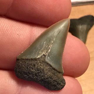 Quality Mako Shark Tooth From Belgium Age Is Pliocene Kattendyk Formation
