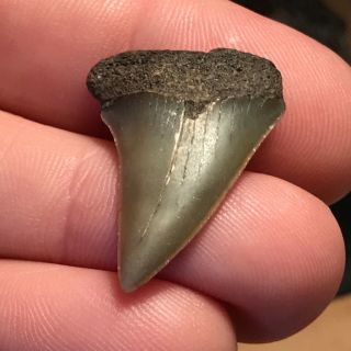 Quality Mako Shark Tooth From Belgium Age is Pliocene Kattendyk Formation 2