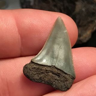 Quality Mako Shark Tooth From Belgium Age is Pliocene Kattendyk Formation 3
