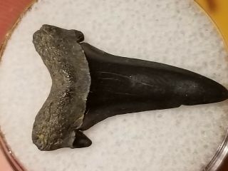 11 Nc) Fossil Cretaceous Age Shark Tooth From Cretaceous Of Wayne Co.  Nc