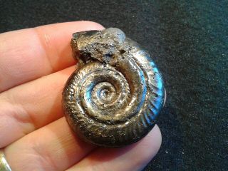 French Pyrite Ammonite - - Hildoceras Angustisiphonatum - - 40mm - - Jurassic