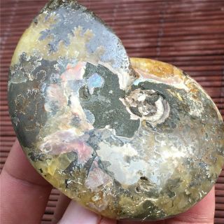 132g Ammonite Fossil Natural Mineral Specimens From Madagascar 508