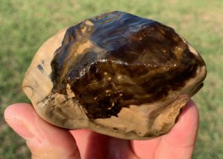 River Polished Texas Petrified Oak Wood Agate Gem Stone Fossil