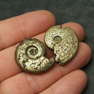 2x Ammonite 31 - 32mm Pyrite Mineral Fossil Fossilien Ammoniten France