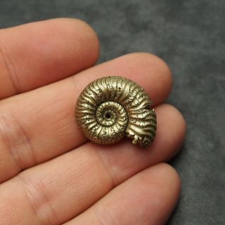 25mm Eboraticeras Pyrite Ammonite Fossils Fossilien Russia pendant 2