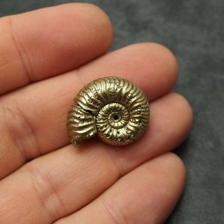 25mm Eboraticeras Pyrite Ammonite Fossils Fossilien Russia pendant 3