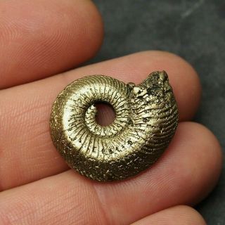 28mm Quenstedtoceras Pyrite Ammonite Fossils Callovian Fossilien Russia Pendant
