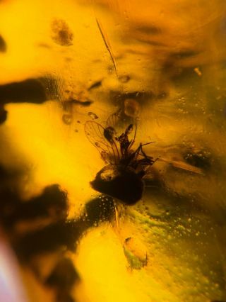 Unknown Fly&plant Spore Burmite Myanmar Burmese Amber Insect Fossil Dinosaur Age